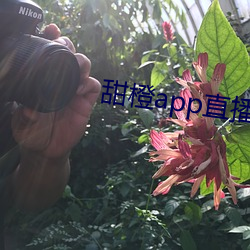ca88手机客户端(安卓/苹果)CA88会员登录入口