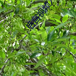 后(後)宫视频(頻)入口(口)