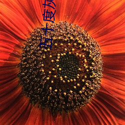 五十度(dù)灰小说