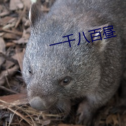 一千八百晝