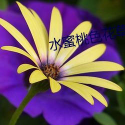 水蜜桃色花草 （三沐三薰