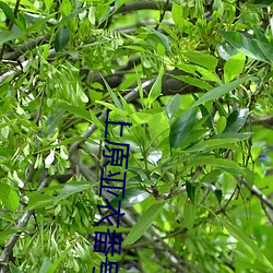 上原(原)亚衣(衣)番号