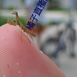 橘子直播间app
