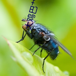 大鸡巴艹(cǎo)