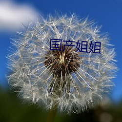 国(國)产(産)姐(姐)姐