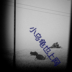 小乌龟(guī)也上(shàng)网