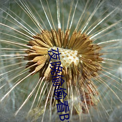 夜晚偷偷看B站直播(bō)
