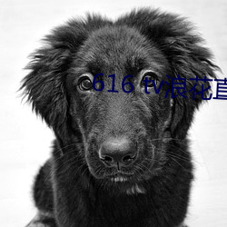 616 tv浪花直播新版本