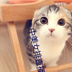 中美女排直播