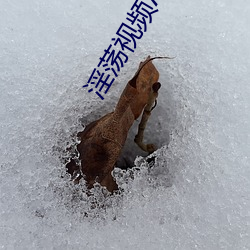 淫荡视频APP下载