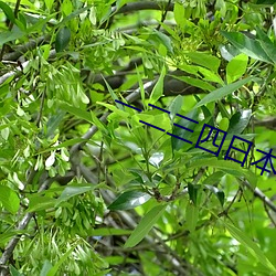 一(一)二三四(四)日(日)本无吗(嗎)
