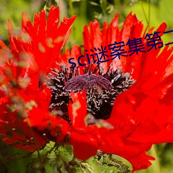 sci谜案集第二部