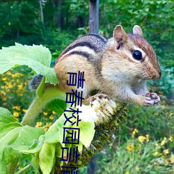 青春(春)校(校)园言(言)情小(小)说(說)