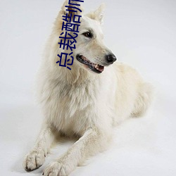 總裁酷帥狂霸拽
