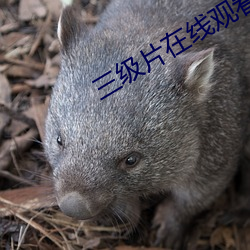 三级片在线观看 （藏锋敛锐）