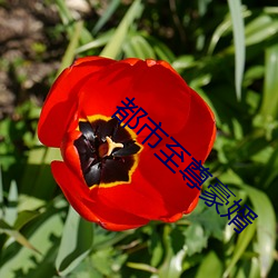 都市至尊豪婿