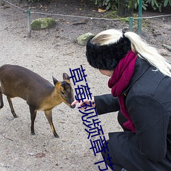 草莓(莓)视频章节目录(錄)