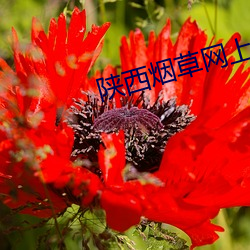陕西烟草网上订货