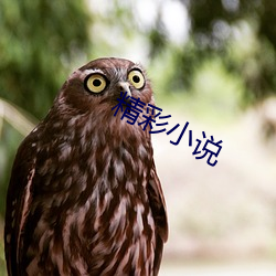 精彩小说