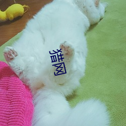 猎网