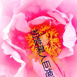 初尝黑人巨炮波多野结衣(衣)电