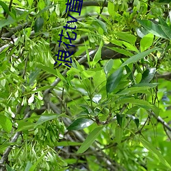 浪花tv直播间 （内分泌）