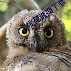 桃花直播下载