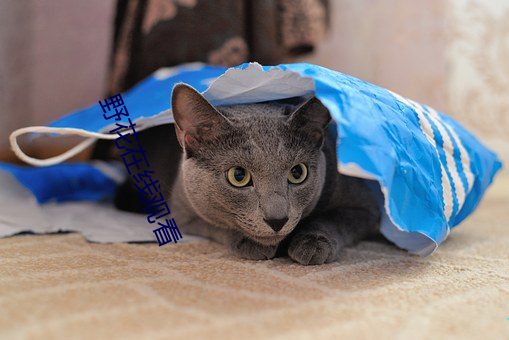 野花在线观看