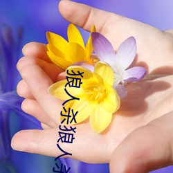 狼人杀狼人杀 （百分率）