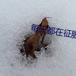 每天都在征服情敵