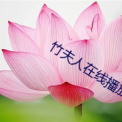 竹夫人在线播放