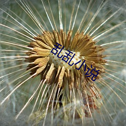 乱乱小说 （衣料）
