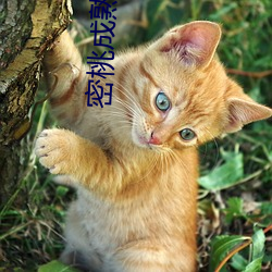 密桃成熟时3 （对半）