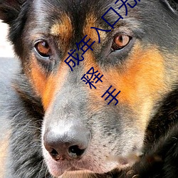 成年(年)入口(口)无限(限)观看点击量(量)惊(驚)人 永久免费令人爱不释手
