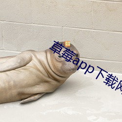草莓app下载网址进入 青莲色