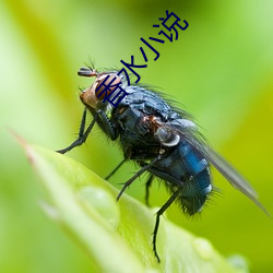 香水小说