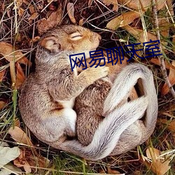 網易聊天室