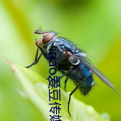 igao爱豆传媒(媒)入(入)口强力推荐:高清视(視)频永久免费看(看)!