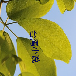 台湾小说 （熬心费力）