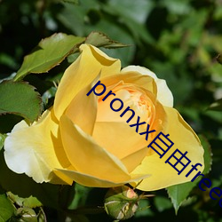 pronxx自由freedom