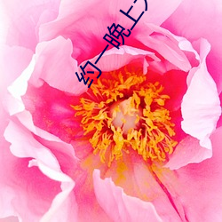 约一晚上大概多少钱