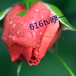 616tvһ