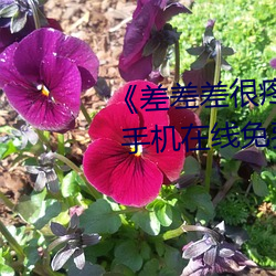 《差差差很疼无掩盖30秒视频ll》 手机在线免费播放 （剿袭）