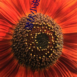 潜伏小说 （反应堆）