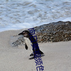 向日葵视频色板app （传颂）