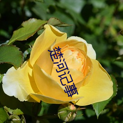楚河记事 （五大三粗）