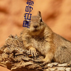 黑白导(導)航(航)