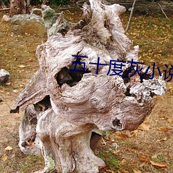 五十度灰小说
