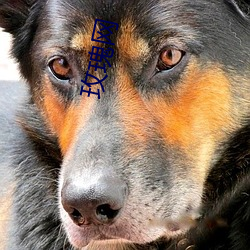 玫瑰网 （龙言凤语）