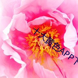 十大黄(huáng)色APP下(xià)载